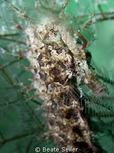 Seahorse by Beate Seiler 